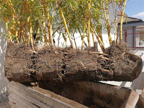 how to transplant bamboo